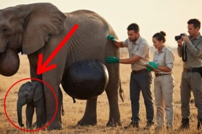 🐻 Baby Elephant Begs Humans to Save Her Mom – and What Happened Next Silenced the Entire Rescue Team