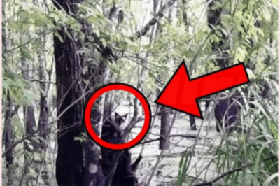🐻 If This Incredible Discovery Hadn’t Been Filmed, No One Would Have Believed It!
