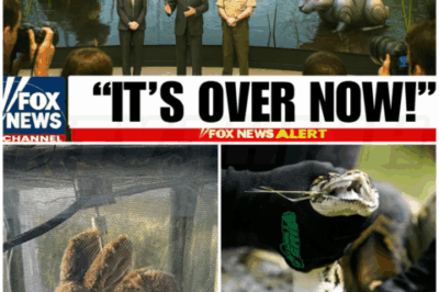 🐻 Florida Released Hundreds of Robotic Rabbits to Kill Pythons – What Happened Next Shocked Everyone