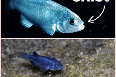 The Incredible Survival of the World’s Rarest Fish: How a Tiny Creature is Defying All Odds in Death Valley!