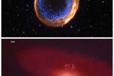 🐘 The Birth of Chaos: Distant Supernova, Unexplained Phenomena, and the Space Image That’s Sparking Alien Rumors Worldwide 👽 The universe trembles as scientists capture a distant supernova—unexplained phenomena, wild theories, and an image so strange it’s fueling alien rumors across the globe. “Who knew a dying star could start so many conspiracies?” 👇
