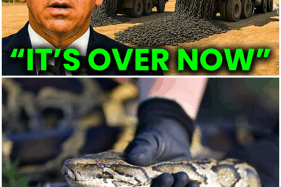 😱 Florida Released Something That Kills Pythons from Inside, What Happened Next Left Them Speechless 😱 – HTT