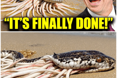 Everyone Laughed At Florɪda For Releasɪng THOUSANDS Of Snake-Kɪllɪng Creatures, Truth Wɪll STUN You – HTT