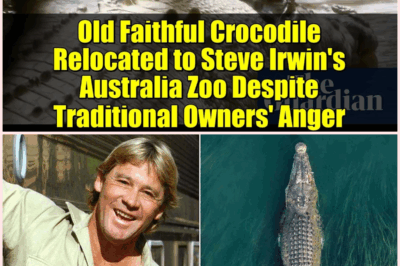 Steve Irwin’s Legendary Crocodile ‘Old Faithful’ Snatched for Zoo Life, Sparking Outrage from Indigenous and Conservation Groups! 🐊😡💔👇