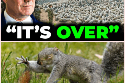 UK’s Bold Squirrel Plan Shocks the World — “We Thought They’d Never Come Back,” Locals Whisper as Red Squirrels Stage an Unbelievable Comeback
