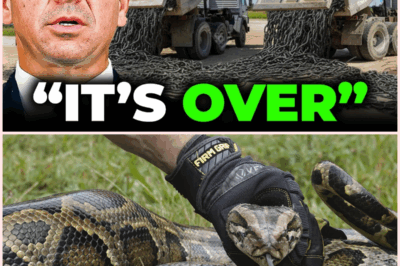 Florida’s Secret Weapon Against Pythons Backfires: A Biological Nightmare Unfolds!