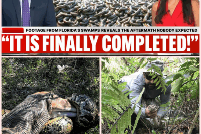 🐹 Florida’s invasive snakes can eat bigger prey than we knew