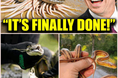 🌈 With the Python Challenge Over, Florida Turns to Robotic Rabbits to Stop Invasive Snakes