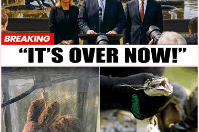 Florida’s Wild Experiment: Robotic Rabbits vs. Deadly Pythons – You Won’t Believe What Happened Next!