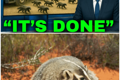 Florida Released HUNDREDS of Honey Badgers – What Happened Next Left Experts SPEECHLESS! – HTT