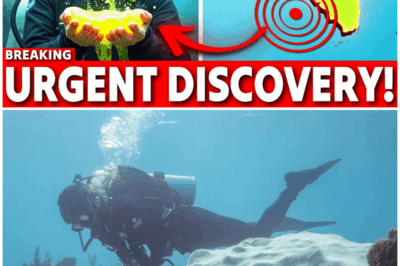 😱 Florida’s Sunken Cold War Giant: The Wreck That Haunts the Deep! 😱 – HTT