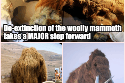 Woolly Mammoth Brought Back From the Ice? 40,000-Year-Old RNA Discovery Could Change Everything!