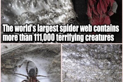 Arachnophobes Beware! World’s Largest Spider Megacity Found in Cave, Housing Over 110,000 Creepy Crawlies 🕷️