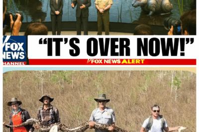 Florida Released HUNDREDS of Robotic Rabbits To Kill Pythons What Happened Next Shocked Everyone