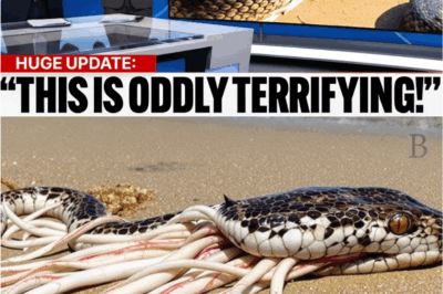 🐍 “Florida Just Released an Army of Snake-Killing Creatures—The Aftermath is Terrifying!”