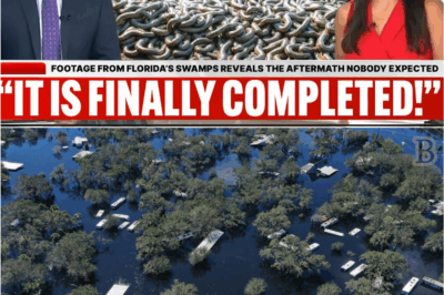 Hidden Havoc in Florida’s Wilds: The Swamp Reveal That’s Turning Heads 👀👇