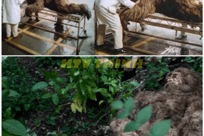 🦊 SHOCKING DISCOVERY AT SEA: Marine Biologist RECOVERS a BODY That DEFIES SCIENCE — Experts Say It Could Be BIGFOOT, but What’s Inside Has the World STUNNED 🌊😱