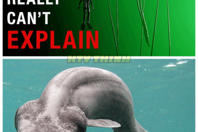 🙊 The Creepy Truth: Are Deep-Sea Creatures Evolving to Haunt Us? 🦑👻 In the pitch-black depths of the ocean, evolution has taken a dark turn, giving rise to creatures that seem straight out of a horror movie. But why do these beings become creepier the deeper we go? Is it a survival tactic, or are they evolving to reflect our deepest fears? As scientists explore these chilling adaptations, the question remains: are we witnessing nature’s most haunting creations? The answers may leave us shivering! 👇