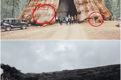 Scientists Discover 42,000-Year-Old Tree That Could Rewrite Earth’s History