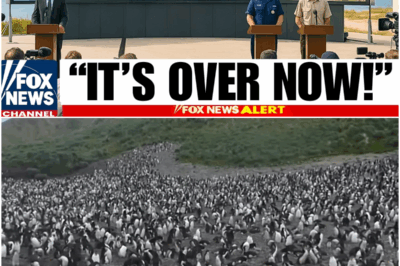 Australia Left Thousands of Rats on a Penguin Island—What Happened Is Shocking!