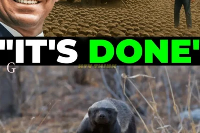 Everybody Laughed At Florida For Releasing HUNDREDS of Honey Badgers — The Result Will SHOCK You!