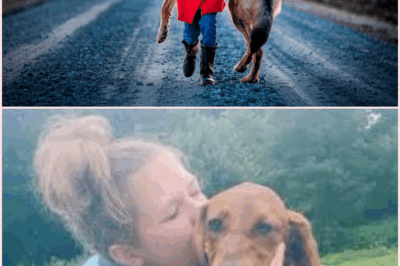 The Woman Who Refused to Walk Away: How One Rescue Led to a Journey of Healing, Hope, and Unbreakable Love