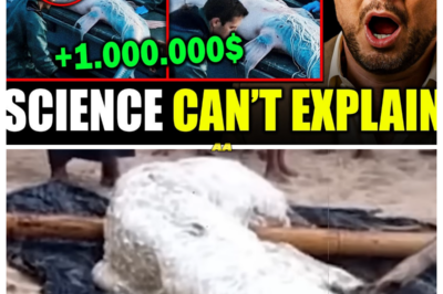 REAL Mermaid Sightings in the Deep Sea Revealing Secrets Fishermen Can’t Explain