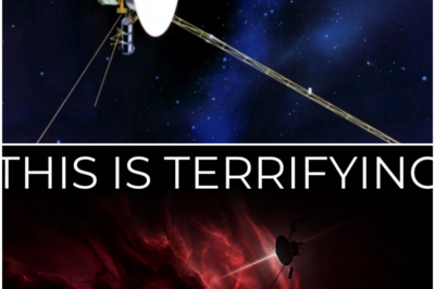 🐘 “Voyager 1’s Wild Discovery: What Did We Just Find at the Edge of the Solar System?” 🌌 In an electrifying update from the final frontier, Voyager 1 has detected something wild at the edge of our solar system, leaving scientists and enthusiasts in a state of astonishment. “It’s as if the universe is whispering its secrets to us!” they exclaim, as the probe’s findings challenge our existing theories about the solar system’s boundaries. This remarkable discovery could pave the way for breakthroughs in our understanding of cosmic phenomena, including the elusive nature of dark energy. As the scientific community rallies to interpret the data, the excitement grows—what could this mean for humanity’s quest to understand the universe? The adventure continues! 👇