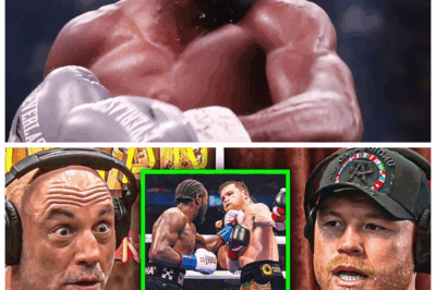 🐘 “Canelo Alvarez Reflects on Terence Crawford Loss: A Deep Dive on Joe Rogan Podcast! 🥊” On the latest episode of the Joe Rogan Podcast, Canelo Alvarez candidly discussed his loss to Terence Crawford, offering fans a glimpse into the mind of a champion facing setbacks. He talked about the fight’s pivotal moments and how they have motivated him to improve. What did Alvarez say about his journey moving forward, and what lessons does he hope to impart? Let’s explore his enlightening reflections! 👇