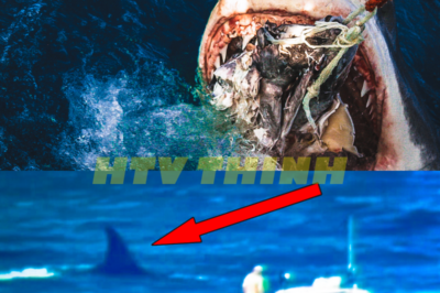 The Great White Shark Vanishes: Secrets of the Deep Revealed! 🦈  In a shocking twist, the legendary Great White shark has seemingly vanished without a trace, leaving marine biologists scrambling for answers! What dark secrets lurk beneath the ocean’s surface that could explain this mysterious disappearance? As scientists dive into the depths, they uncover chilling evidence that suggests something sinister is at play. Prepare for a deep-sea investigation that will leave you questioning the true nature of the ocean’s most feared predator! 👇