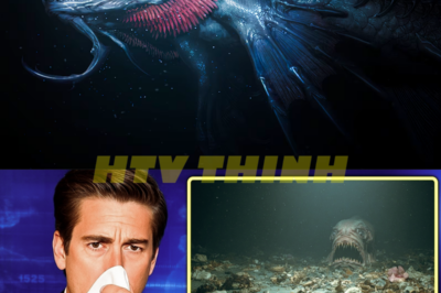 Shocking Discoveries 8000m Deep: Puerto Rico Trench Secrets Unveiled! 🌊🔍  In a groundbreaking expedition, experts have uncovered astonishing findings 8000 meters below the surface of the Puerto Rico Trench that could revolutionize our understanding of oceanic ecosystems! From mysterious organisms to ancient geological formations, what secrets lie in the depths? Prepare for revelations that challenge everything we thought we knew about our oceans! 👇